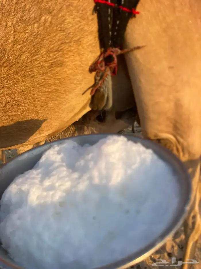 خلفه ذلول طيبه هديه هجن 1