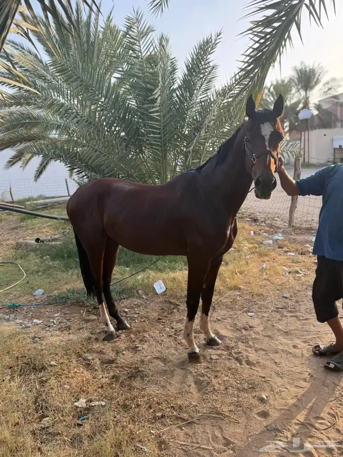 حصان عربي سرعه 2