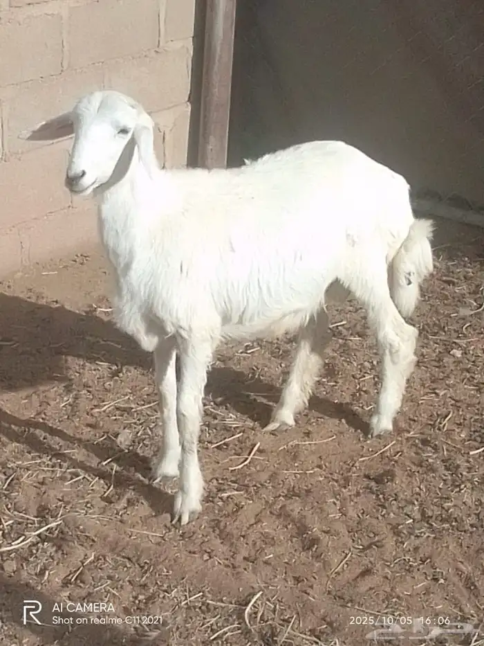 خروف كفو فل شحم والله انه من حلالي آكله برسيم وحب شعير 0