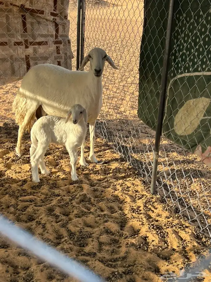 حريه سنها رباع عليها رخل سليمه 0