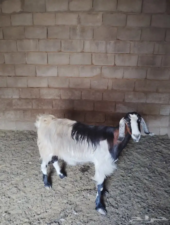 معزا 1