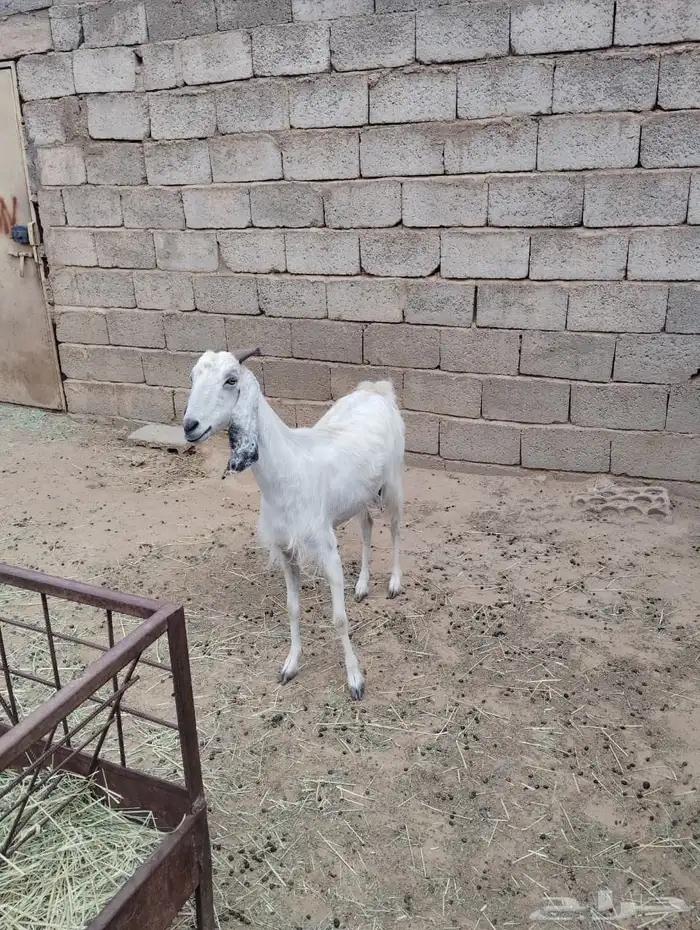 معزا 2