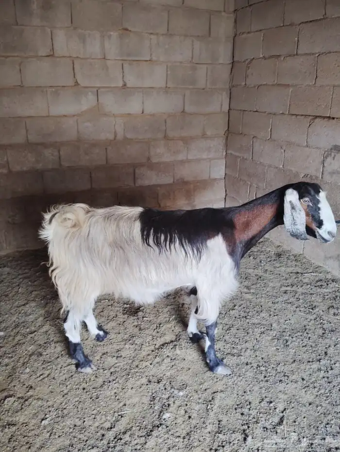 معزا 3