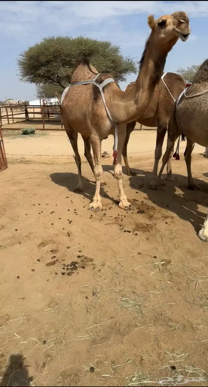 ضروبه حمراء 2