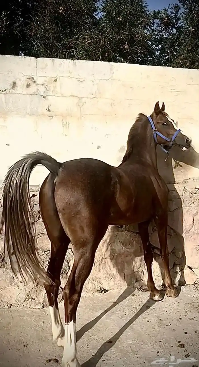 حصان كفو 1