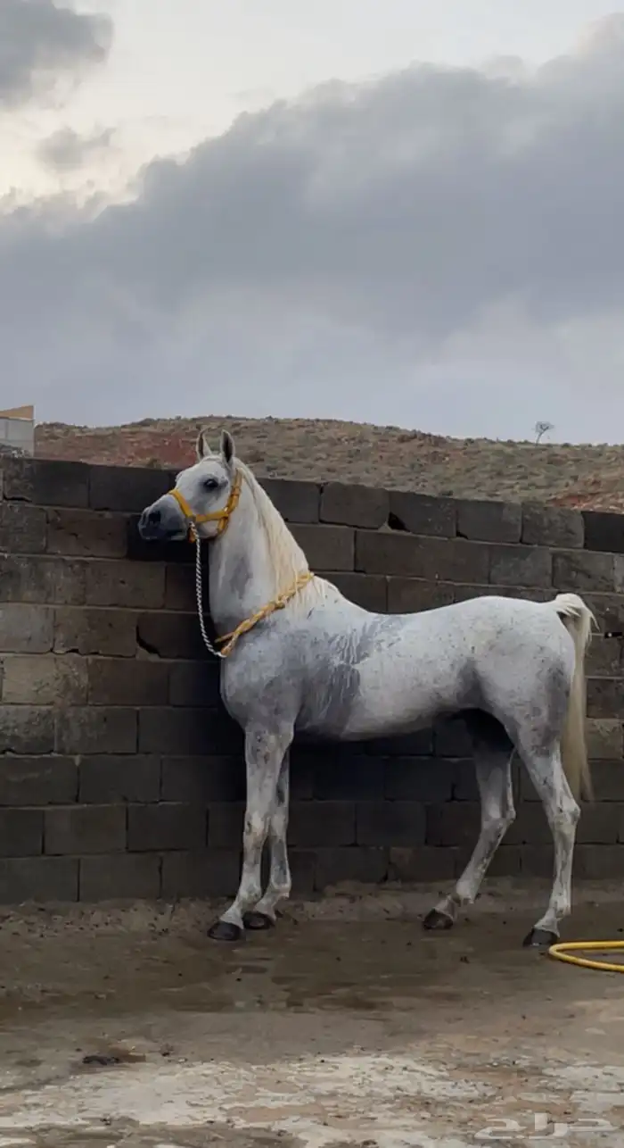 حصان للبيع 0