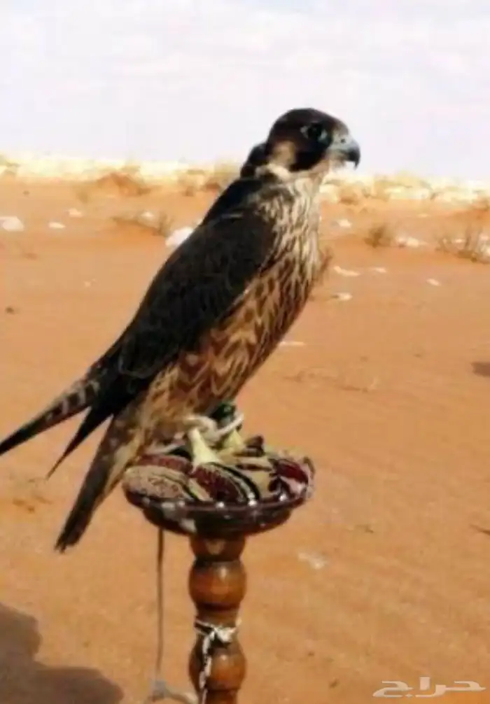 مطلوب شيهانه جبليه علومها طيبه بسعر معقول 0