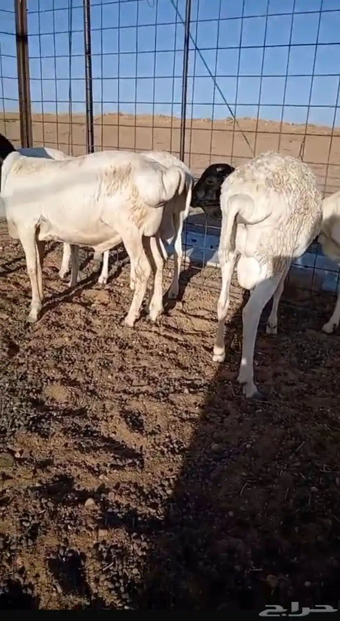 جذعان برابر 1