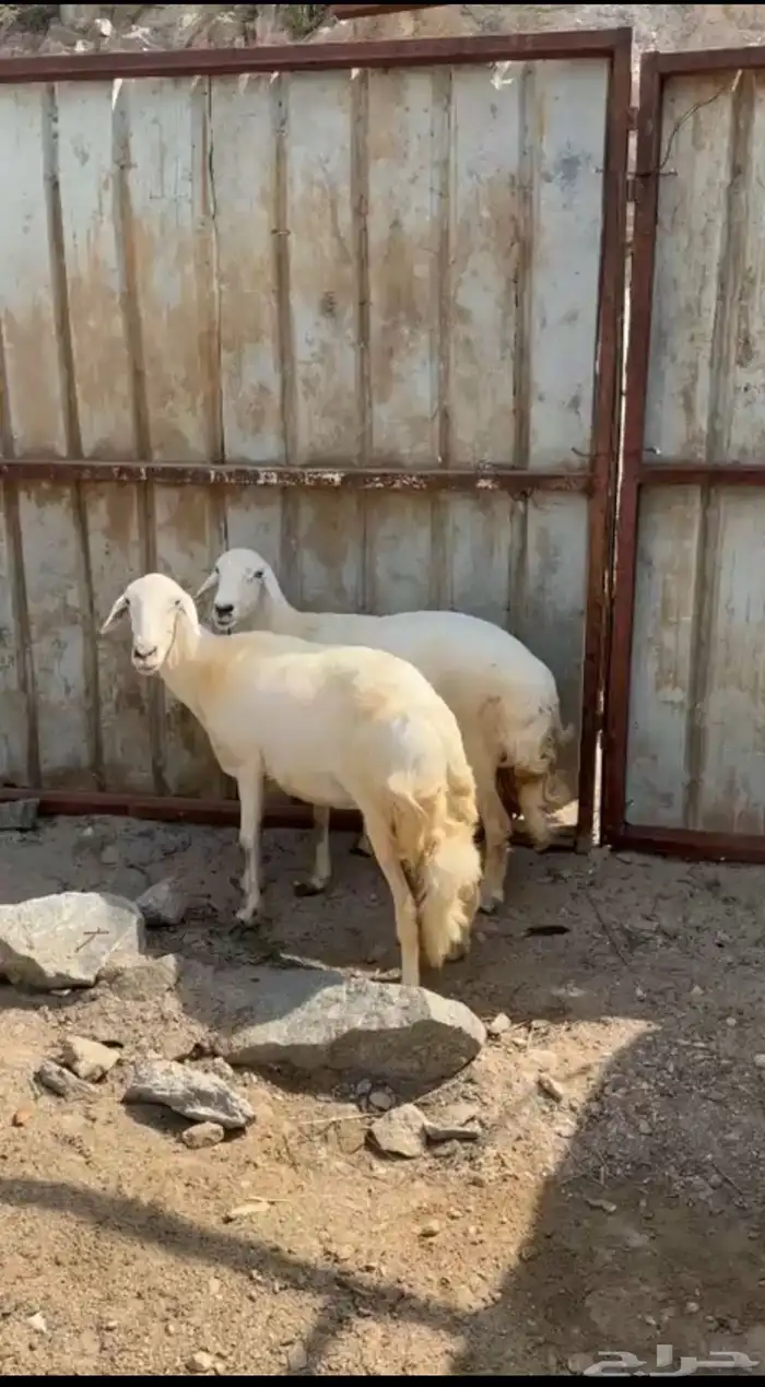 ضان وفحل حري للبيع 0