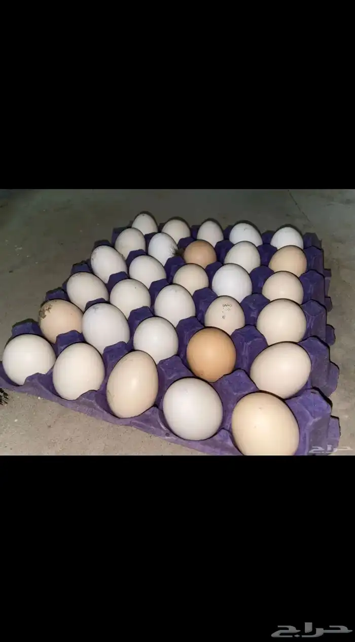 بيض بلدي 0