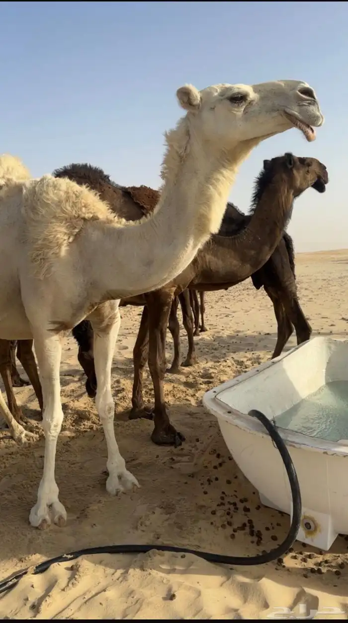 وضحى كفو ضروبه 1