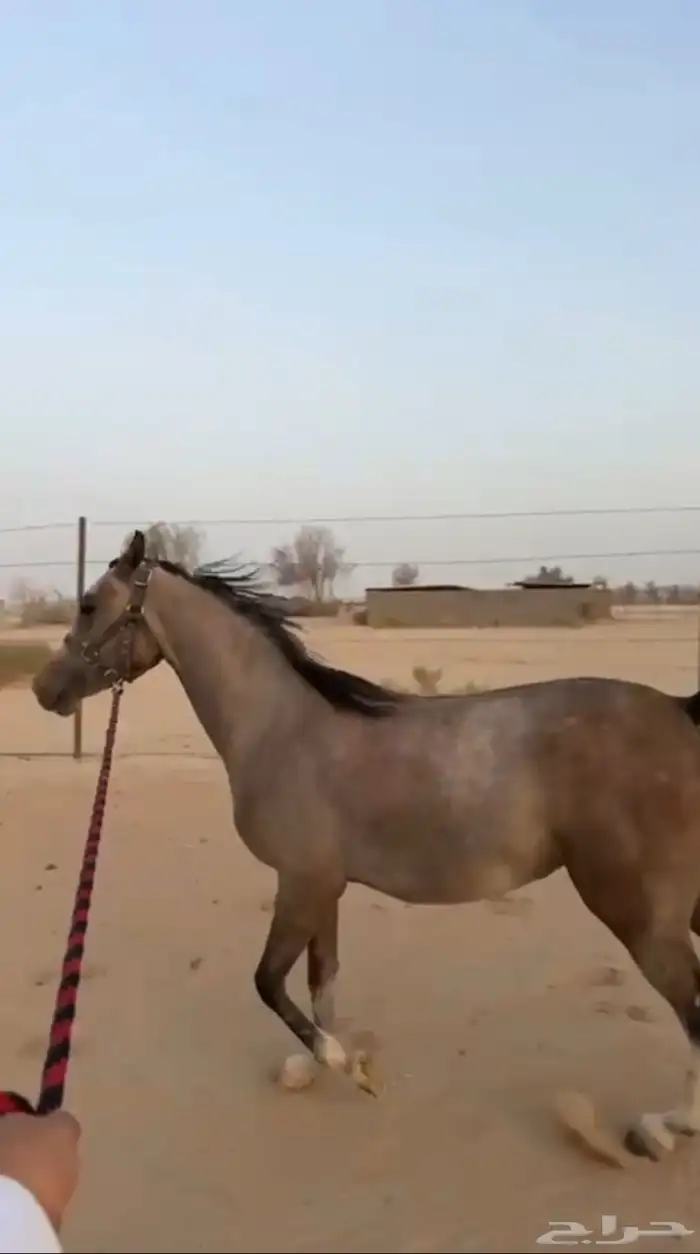 مهره من فواخر الشعبيات 3