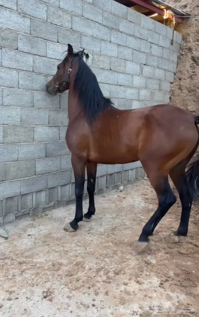 حصان بطل ركوب وجاهز 0