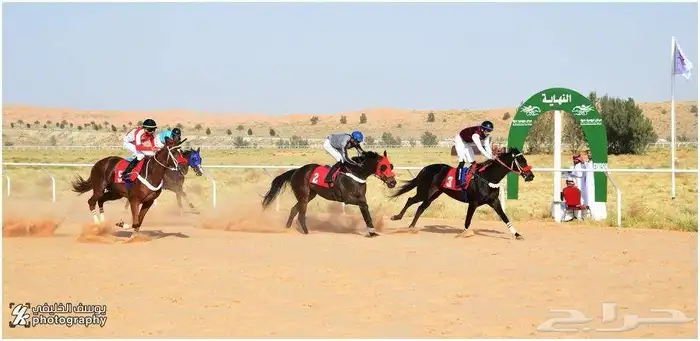 حصان انقليزي بطل 1