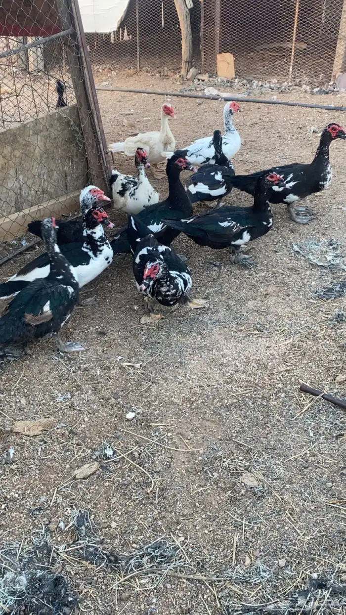 ذكور بح 1