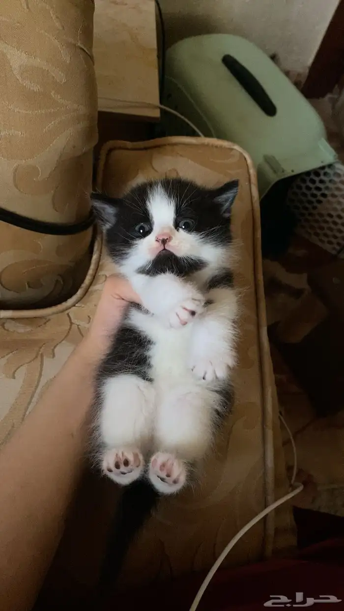 قطط للبيع 3