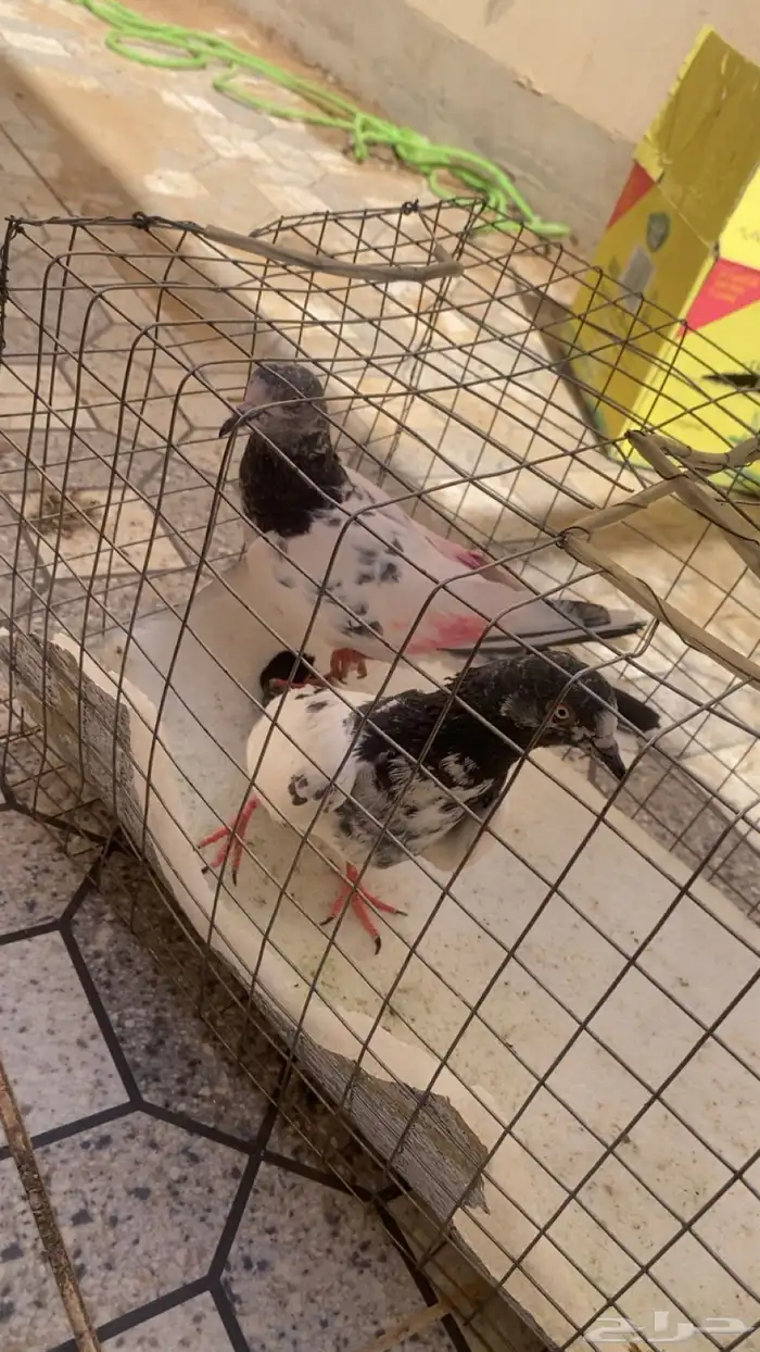 طبات بكستاني 2