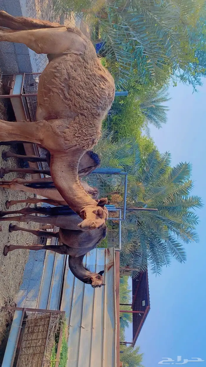 قعدان حاشي 3
