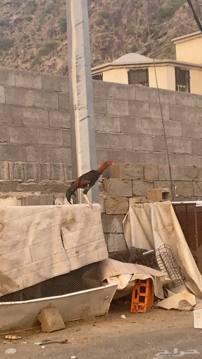 ديك سندي 2