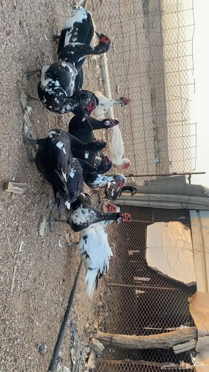 ذكور بح 0