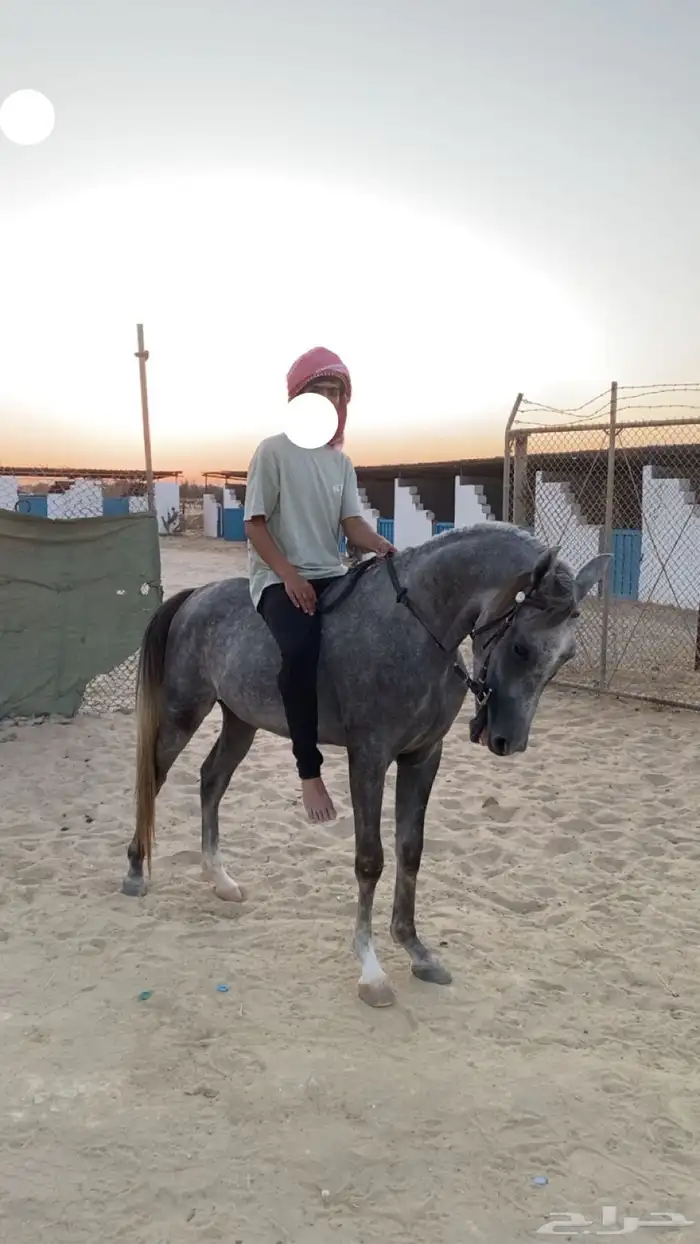 السلام عليكم يوجد عسف 2