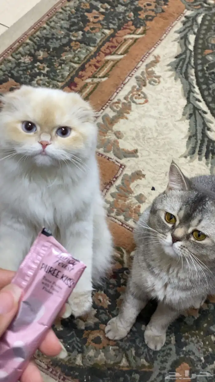 قطتين سكوتش للتبني (لفتره محدودة) 1