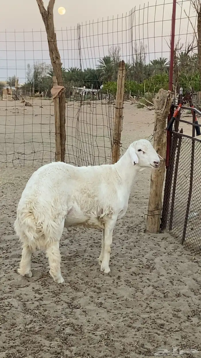 طلي صنف جذع 0