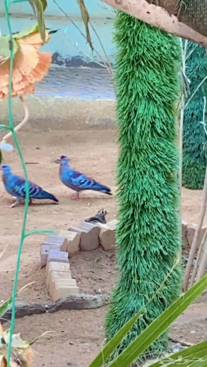 حمام 3