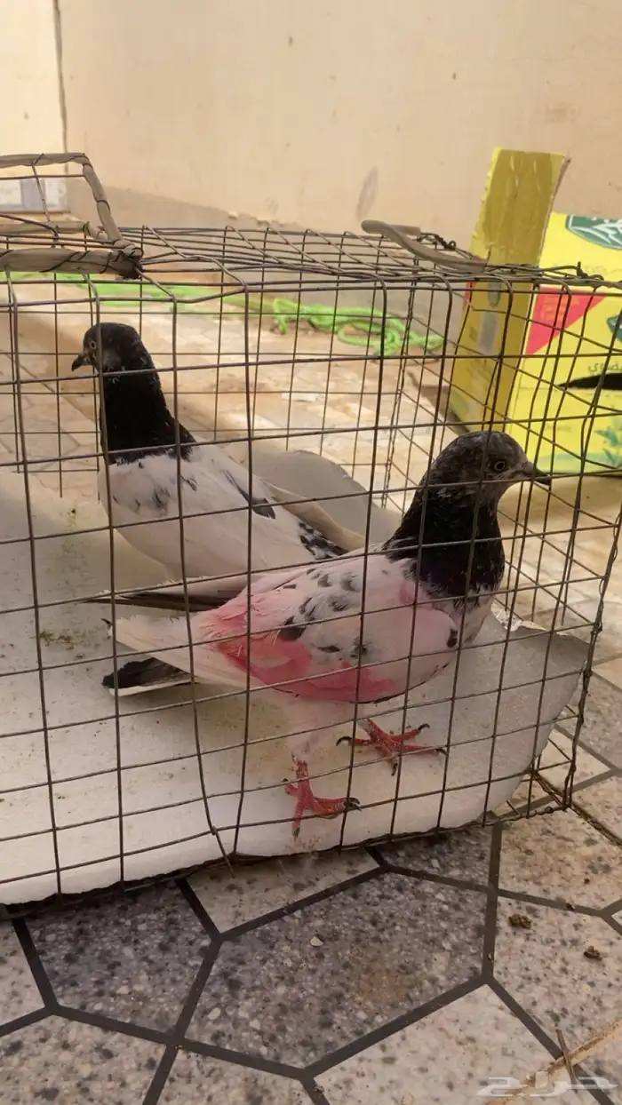 طبات بكستاني 1