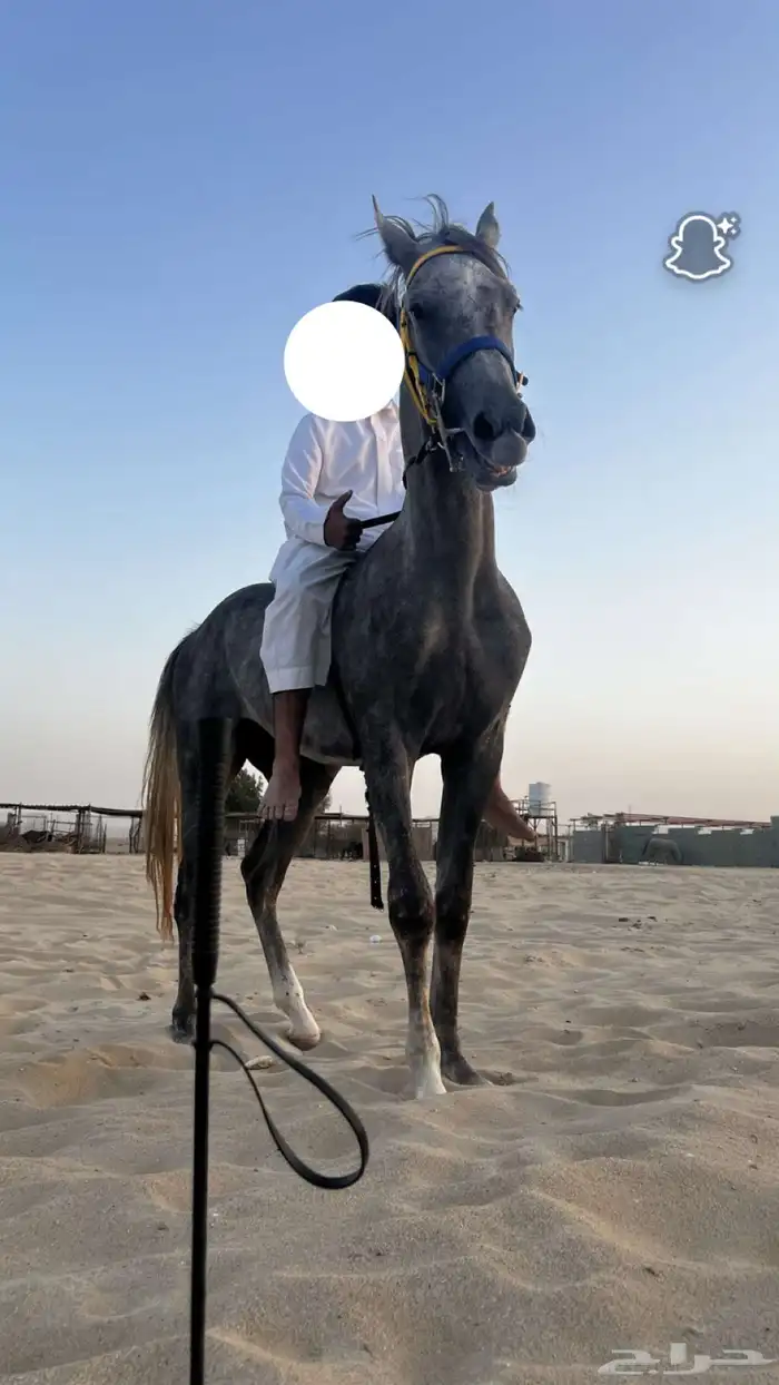 السلام عليكم يوجد عسف 3