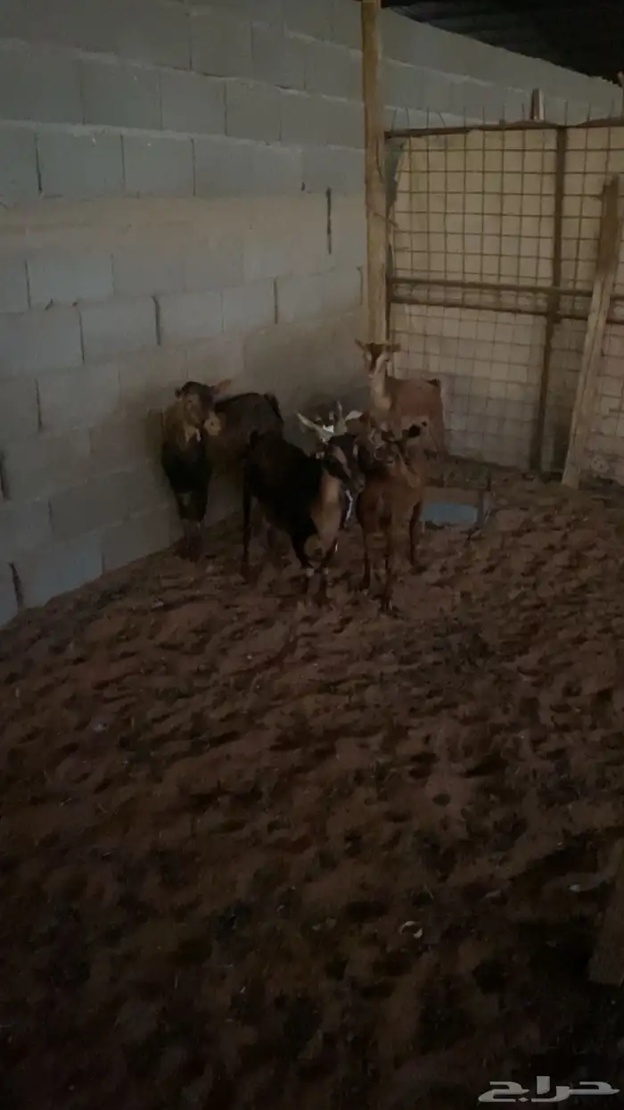 معزا جنوبيات 1