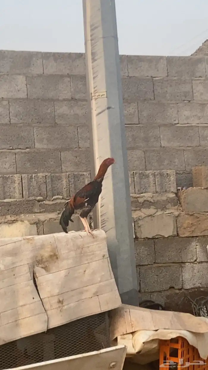 ديك سندي 1
