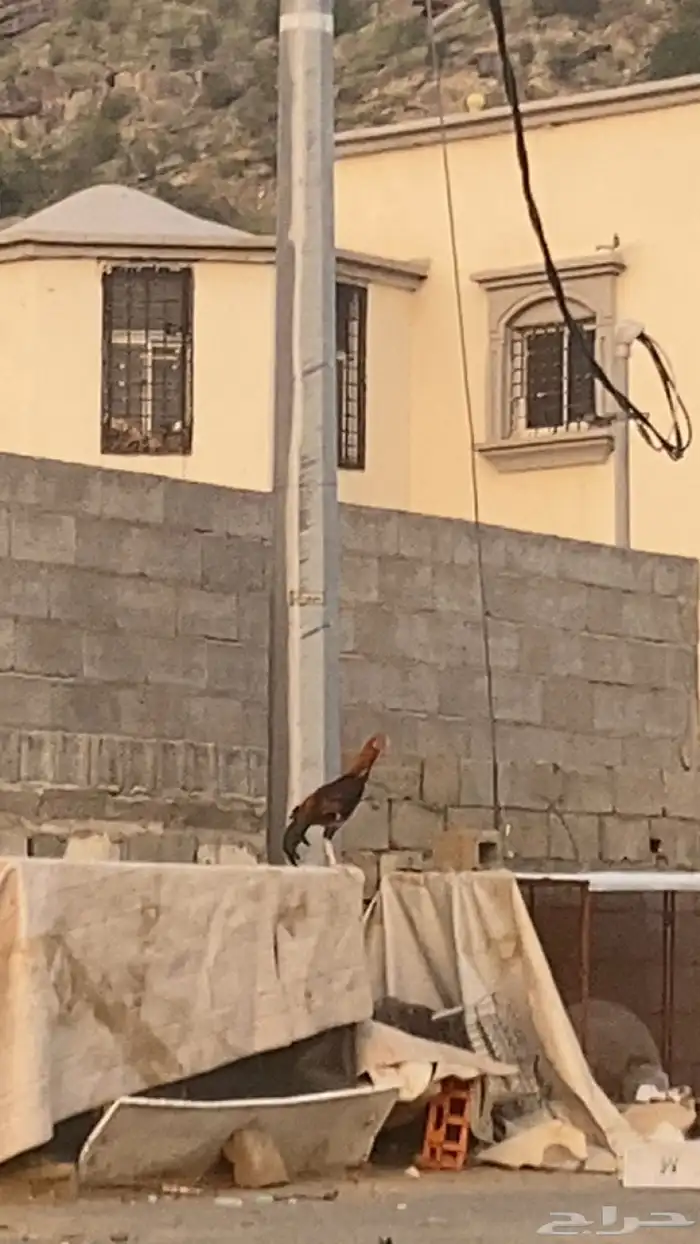ديك سندي 3