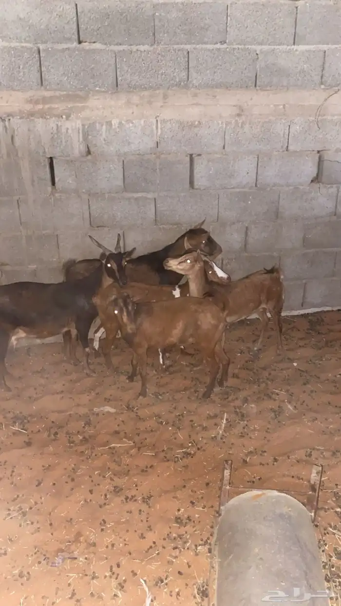 معزا جنوبيات 0