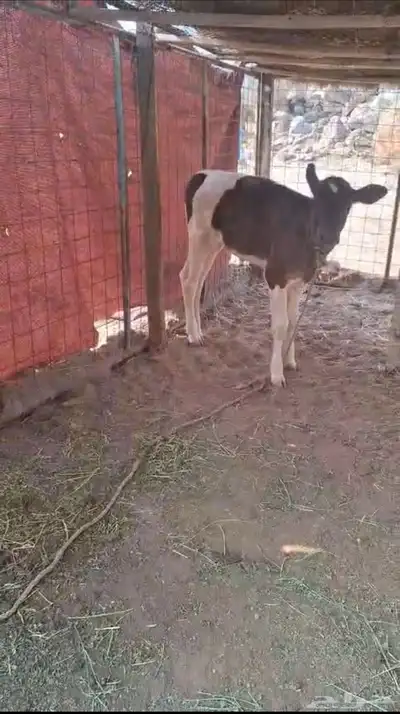 بقر جرسي index