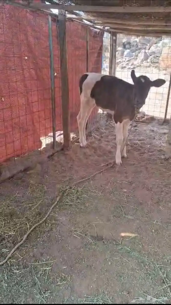 بقر جرسي 3