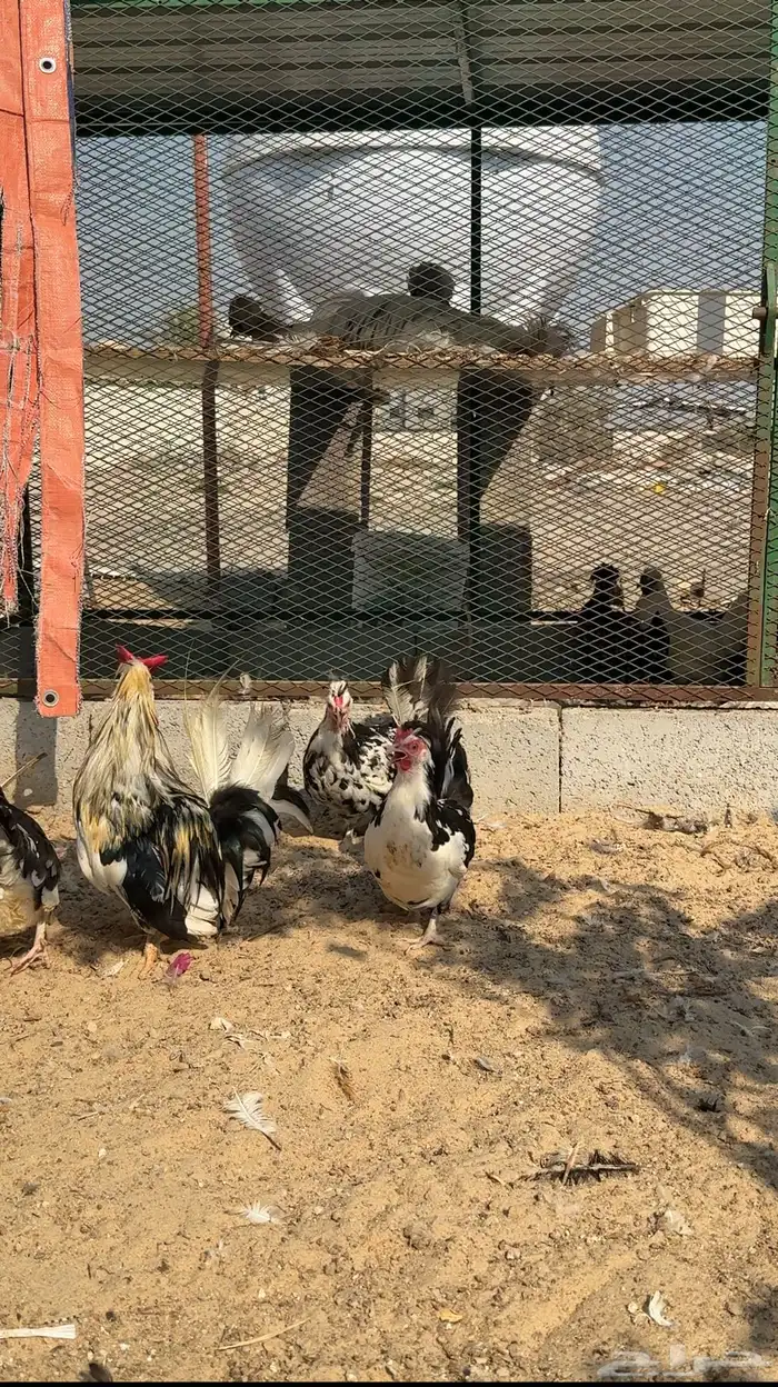 دجاج حباحب بطاريق مستوى فاخر 2