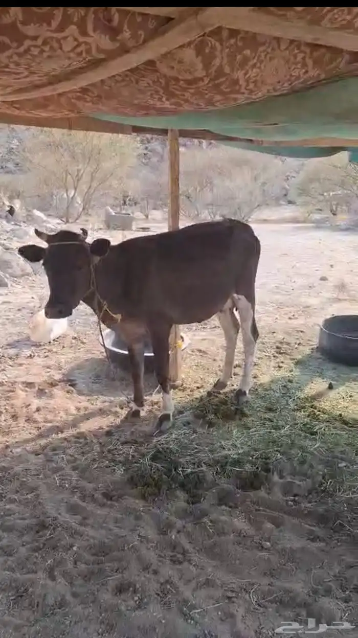 بقر جرسي 2