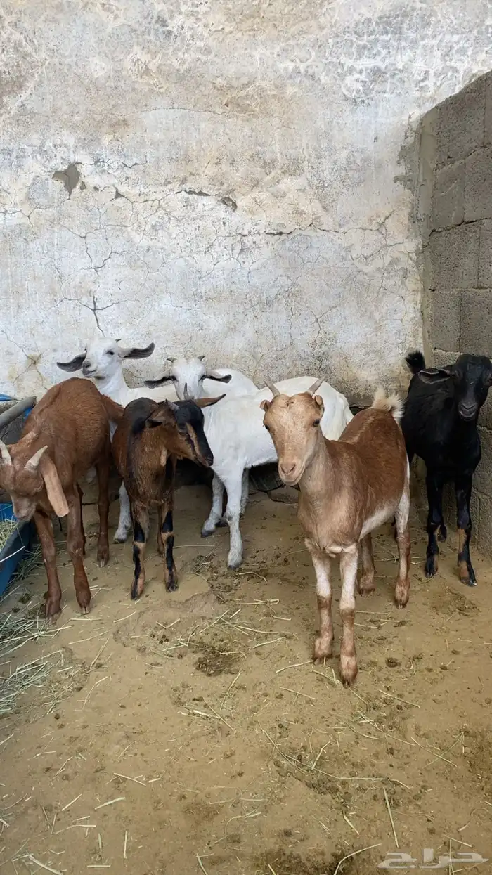 تيوس محيليه تم البيع 0