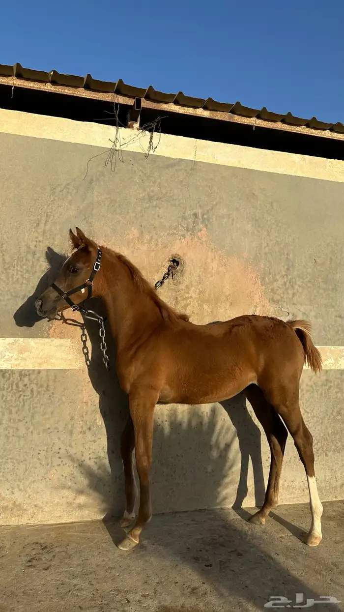مهره واهو فاخره 0
