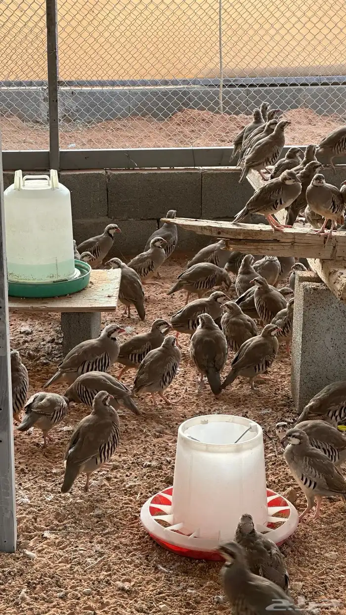 حبشي دجاج رومي بط قطا حجل فزنت 7