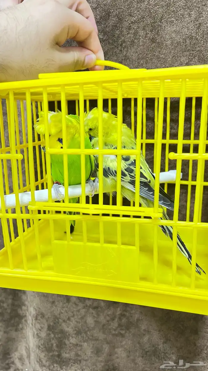 كناري ذكر وجوز طيور حب هوقو 11