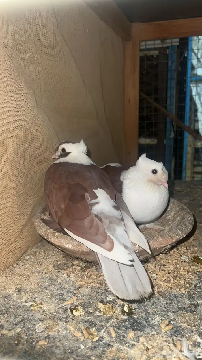 اربع اجواز لبناني منتجه 3