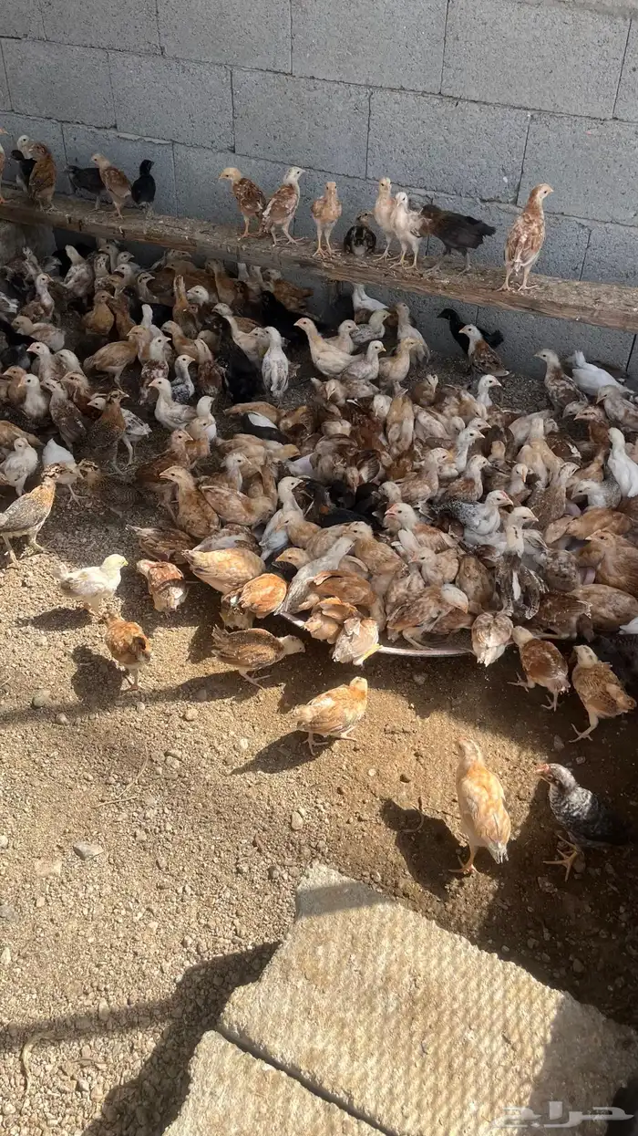 دجاج بلدي تم البيييع 6