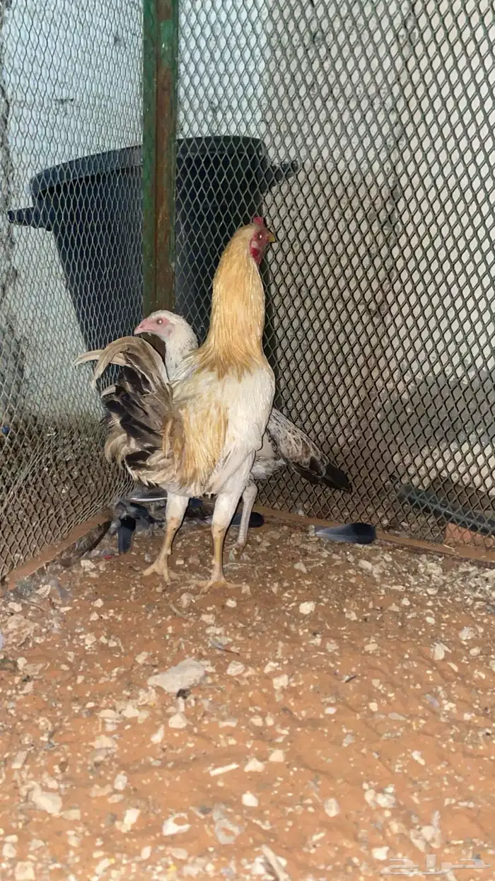 ديك فارسي ودجاجه 2