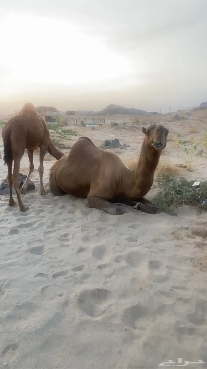 بعير احمر كفو 5