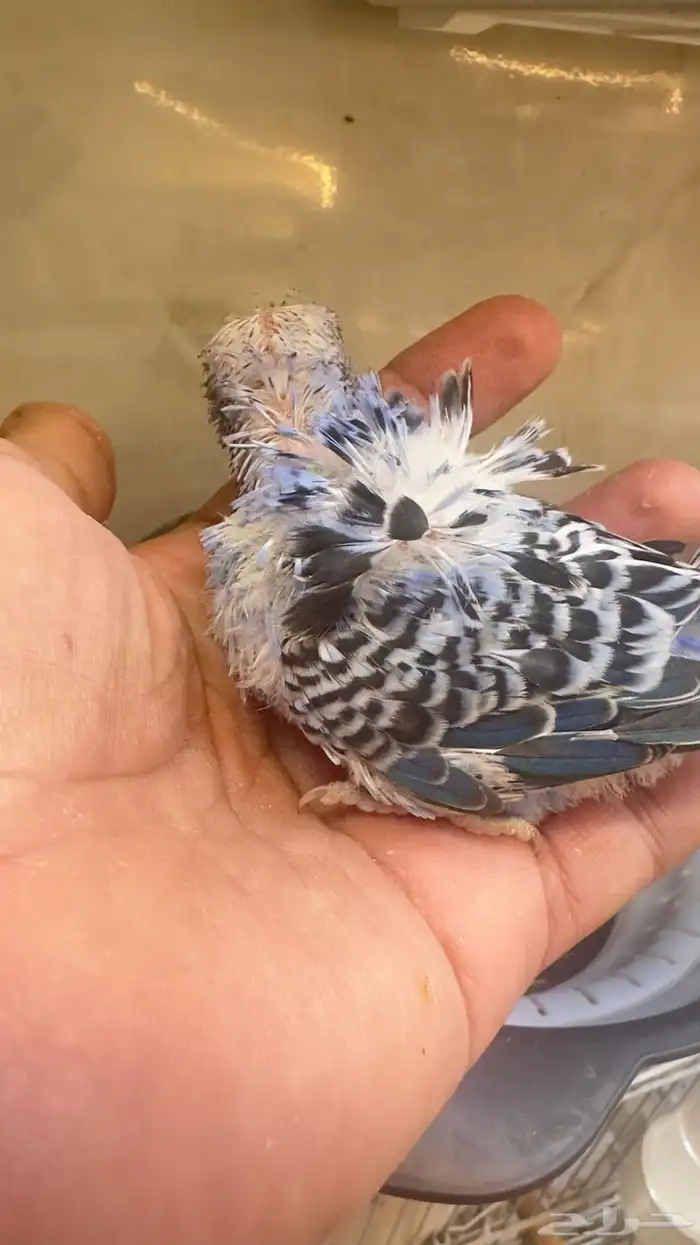 فروخ بادجي غر 58