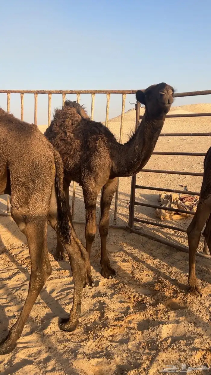 للبيع قعود حوار آصفر كفو 1