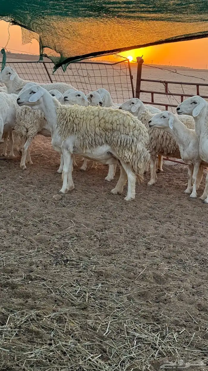 غنم حريات صنف للبيع 1