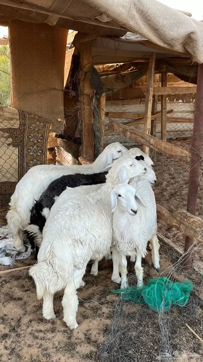 حريات طليان للبيع 3